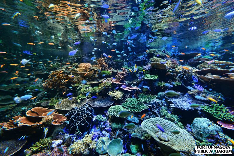 Port of Nagoya Public Aquarium Ticket - Small practical details that make the visit easier