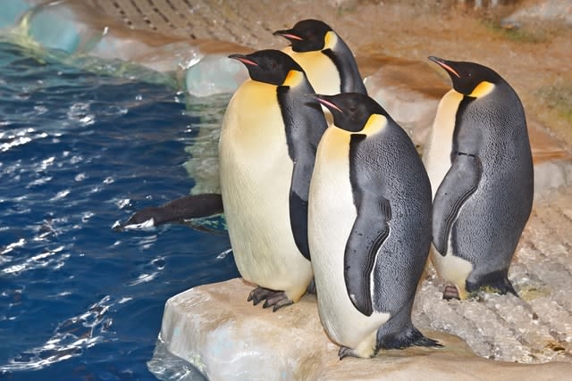 Port of Nagoya Public Aquarium Ticket - Is Port of Nagoya Aquarium right for you?