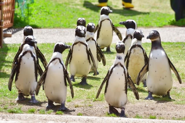 Port of Nagoya Public Aquarium Ticket - FAQ