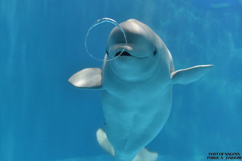 Port of Nagoya Public Aquarium Ticket - See the South Building’s variety at your own pace