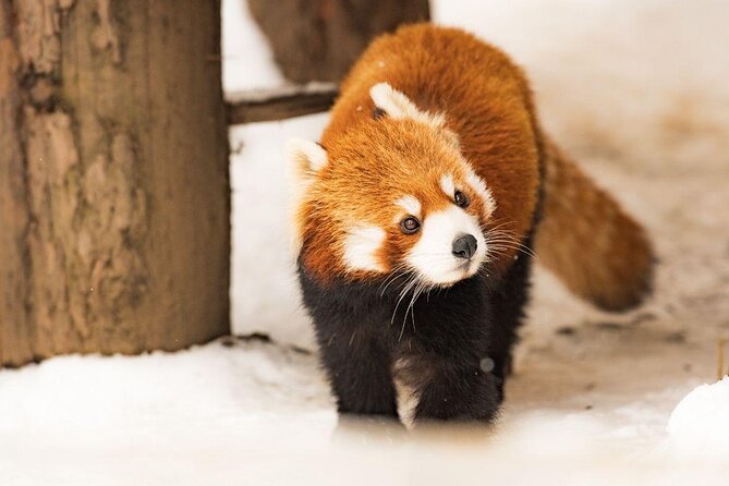 【Private Car】Asahiyama Zoo, Blue Pond, Shirahige Falls, Ningle Terrace (from Sapporo) - Key points at a glance