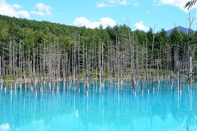 【Private Car】Asahiyama Zoo, Blue Pond, Shirahige Falls, Ningle Terrace (from Sapporo) - The driver can shape the whole experience