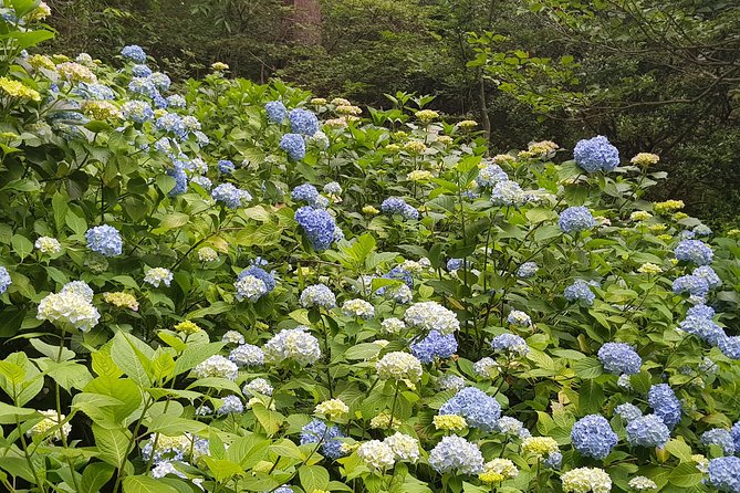 Private Car Day Trip to the Kobe Mountains, Gardens and Hot Springs from Osaka - Two hours in Arima Onsen