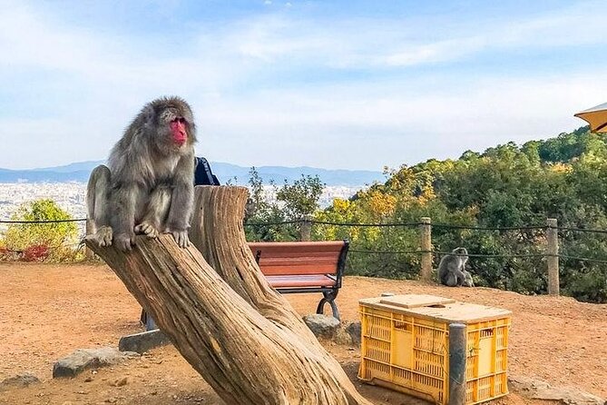 Private Day Tour - Kyoto Arashiyama & Bamboo Forest Perfect Tour! - Why this Arashiyama tour works well as a private day