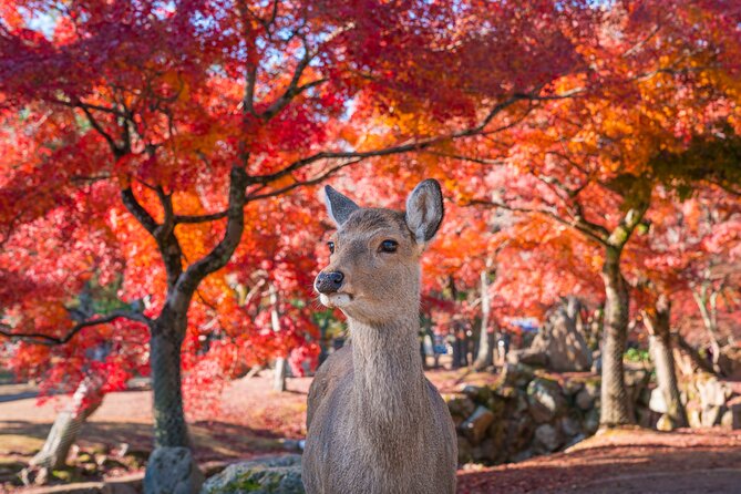 Private Kyoto Tour by Car with Optional Nara or Osaka Add-Ons - Kyoto’s classic temple circuit