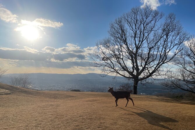 Private Kyoto Tour: Explore the Most Iconic Sights - Why This Private Kyoto Day Can Work Well