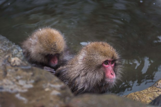 Private Nagano 1-Day Tour:Snow Monkeys,Zenko-ji,Obuse,Sake,Onsen - Key points at a glance