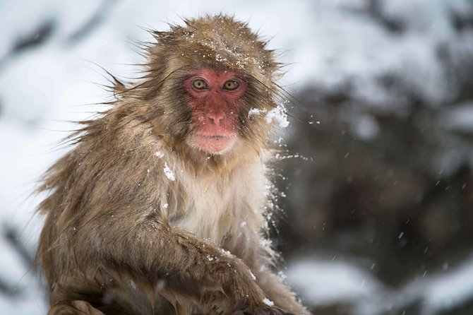 Private Nagano 1-Day Tour:Snow Monkeys,Zenko-ji,Obuse,Sake,Onsen - Private car or public transport?