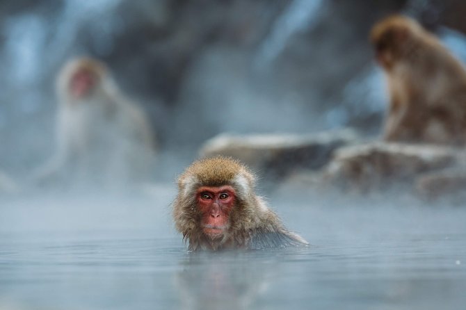 Private Nagano 1-Day Tour:Snow Monkeys,Zenko-ji,Obuse,Sake,Onsen - What the $337.61 price really buys