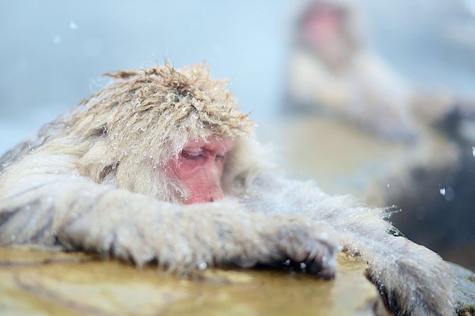 Private Nagano 1-Day Tour:Snow Monkeys,Zenko-ji,Obuse,Sake,Onsen - Practical details that can make or break the day