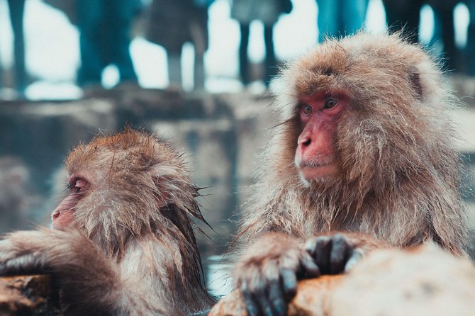 Private Nagano 1-Day Tour:Snow Monkeys,Zenko-ji,Obuse,Sake,Onsen - Zenko-ji Temple and the making of Nagano