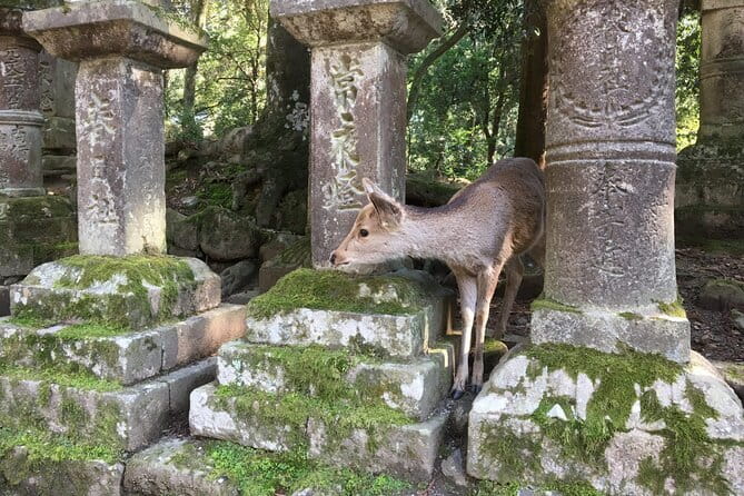 Private Nara Tour and Sake Tasting (Departing from Kyoto/Nara) - Nigatsu-do’s hilltop views