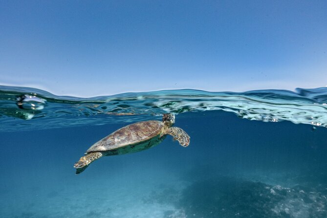 Private snorkeling tour Ishigaki island - Kabira Maetake Farm and the pineapple finish