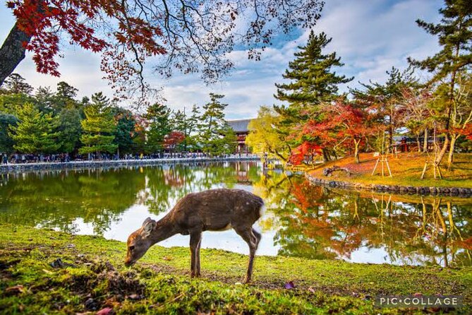 Private Tour Kyoto-Nara w/Hotel Pick Up & Drop off from Kyoto - Why this day works for a first visit