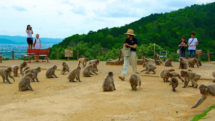 Private Tour to Monkey Park and Arashiyama Highlights - Feeding the Monkeys From Inside the Rest Area