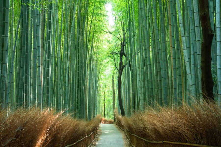 Private Tour to Monkey Park and Arashiyama Highlights - Walking Through the Arashiyama Bamboo Forest