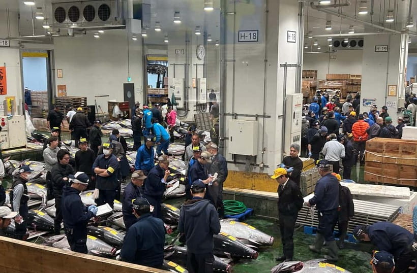 Private Toyosu & Tsukiji Market Adventure with Tuna Auction - Toyosu’s tuna auction, explained properly
