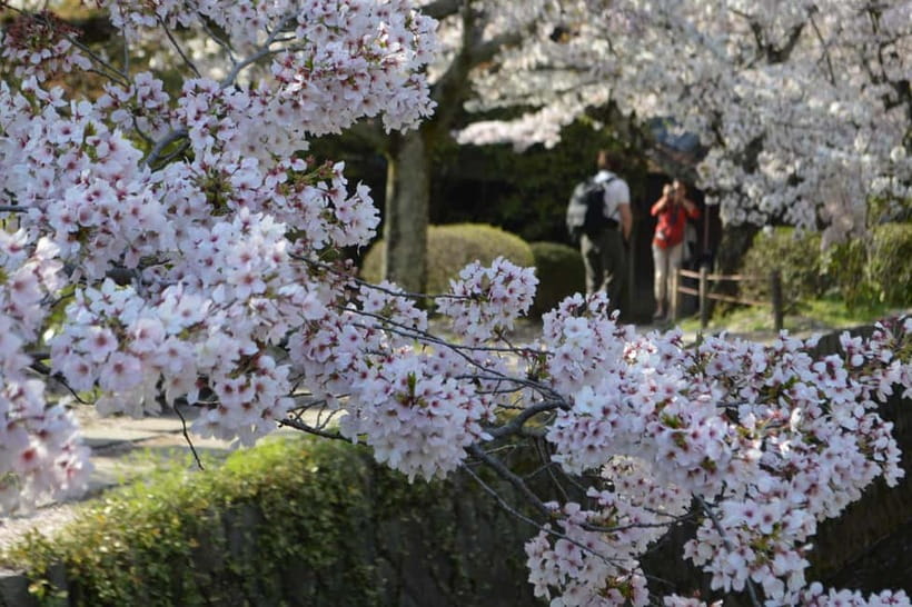 Sacred Pathways: Discover the Philosopher's Path of Kyoto - Key points at a glance