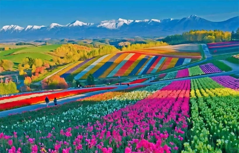 Sapporo: Furano Flower Sea & Biei Blue Pond Tour w/ Pickup - Why this Sapporo day trip works
