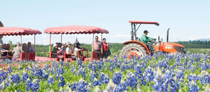 Sapporo: Furano Flower Sea & Biei Blue Pond Tour w/ Pickup - Buffet lunch and the melon upgrade