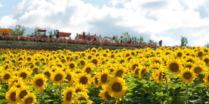 Sapporo: Furano Flower Sea & Biei Blue Pond Tour w/ Pickup - Four Seasons Color Hill from May through October