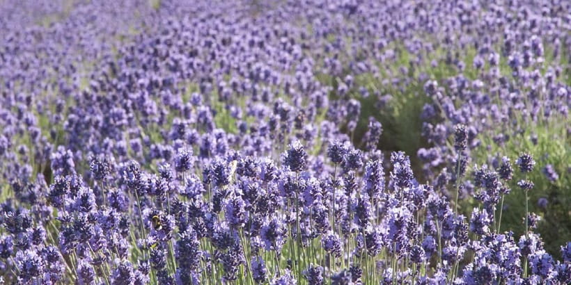Sapporo: Furano Flower Sea & Biei Blue Pond Tour w/ Pickup - The driver makes a major difference