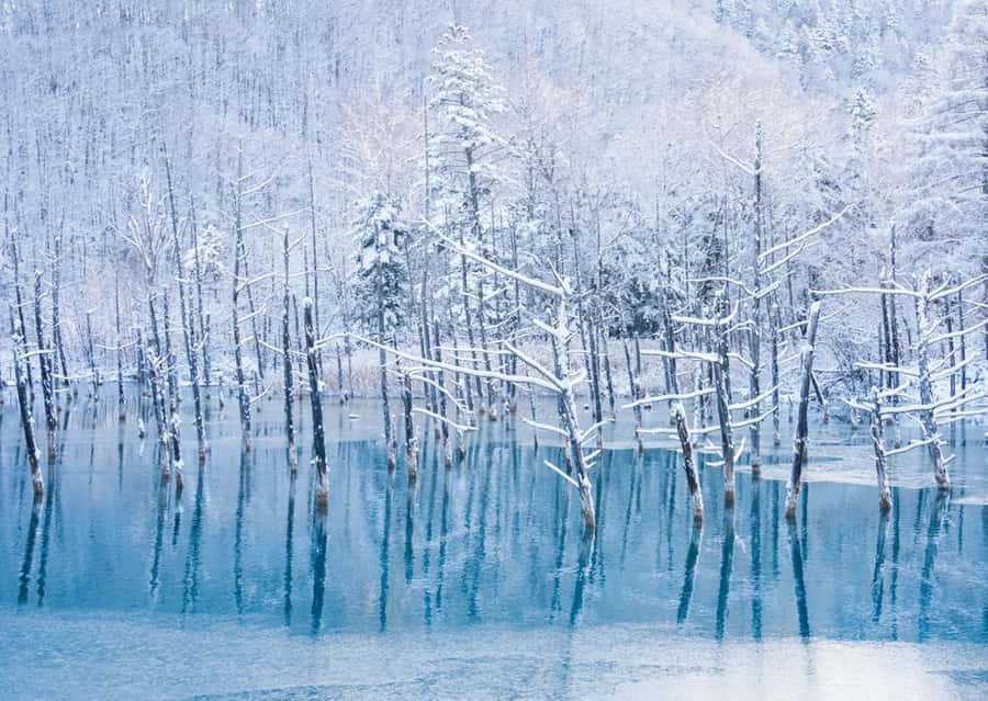 Sapporo: Furano Lavender & Biei Blue Pond Tour with Lunch - Hokkaido buffet lunch at Herb Garden Furano
