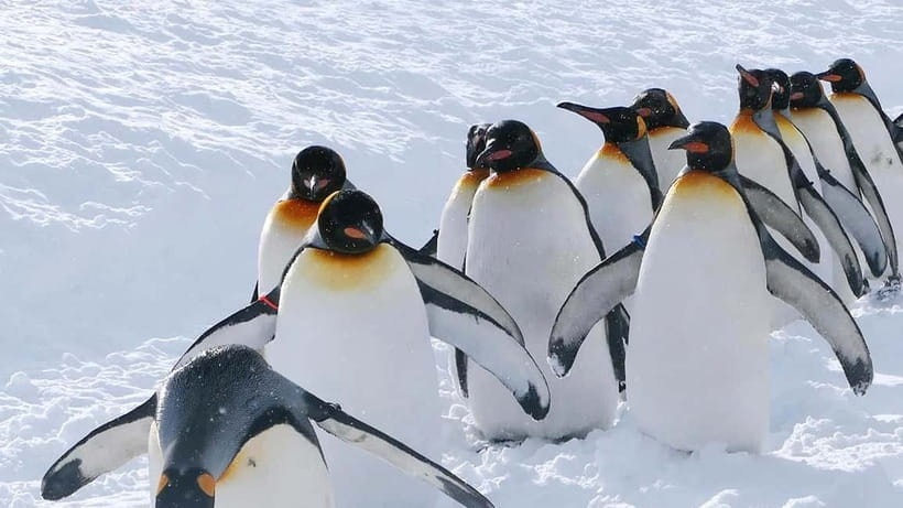 Sapporo Winter : Asahiyama Zoo (Penguin Fun & Snowmobile) - What the $58 tour really gives you