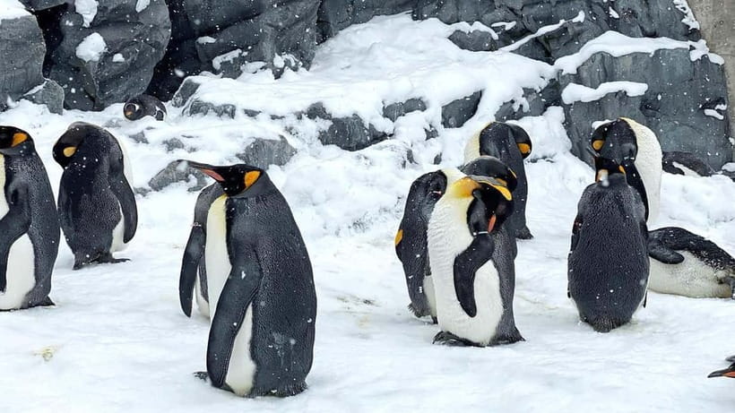 Sapporo Winter : Asahiyama Zoo (Penguin Fun & Snowmobile) - Ningle Terrace and its small winter workshops
