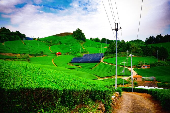 Scenic Green Tea Fields of Hidden Kyoto & Local Tea Exp (Private) - Key reasons to consider this private Kyoto tea tour