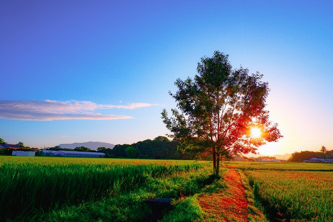 Scenic Green Tea Fields of Hidden Kyoto & Local Tea Exp (Private) - A guide who shapes the day