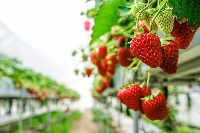 Seasonal Mt. Fuji Scenic Views, Fruit Picking and Ropeway Ride! - Why this day trip works for first-time Fuji visitors