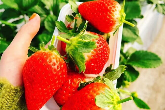 Seasonal Mt. Fuji Scenic Views, Fruit Picking and Ropeway Ride! - A warm Houtou lunch in Yamanashi