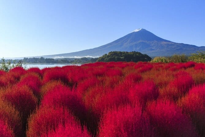 Seasonal Mt. Fuji Scenic Views, Fruit Picking and Ropeway Ride! - Picking fruit fresh from the farm
