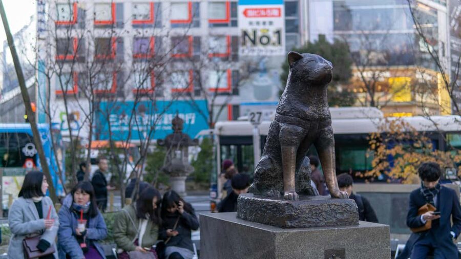 Shibuya: Crossing, Hachiko & Shibuya Sky Guided Tour - The private guide advantage