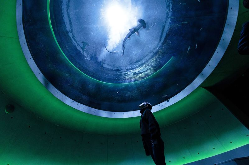 Shikoku Aquarium Ticket - The dolphin show is the main event