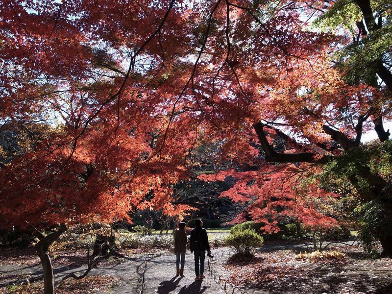 Shinjuku Gyoen Ticket in Tokyo - FAQ