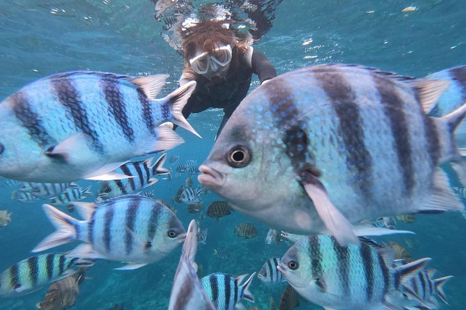 Snorkeling in the Blue Cave area【Okinawa Prefecture: Free feeding & photo images!English and Chinese speaking guide available! - Key points to know before you book