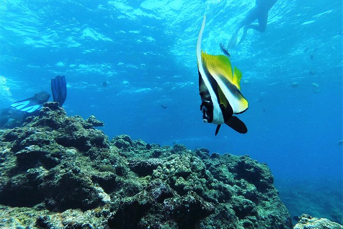 Snorkeling in the Blue Cave area【Okinawa Prefecture: Free feeding & photo images!English and Chinese speaking guide available! - Getting started at Island Club in Onna