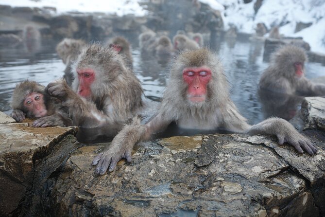 Snow Monkey Park & Miso Production Day Tour from Nagano - Five things to know before you book