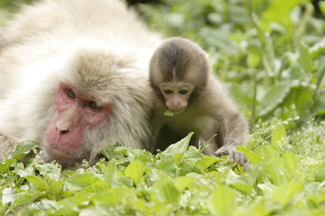 Snow Monkey Park & Miso Production Day Tour from Nagano - Walking into Jigokudani Monkey Park