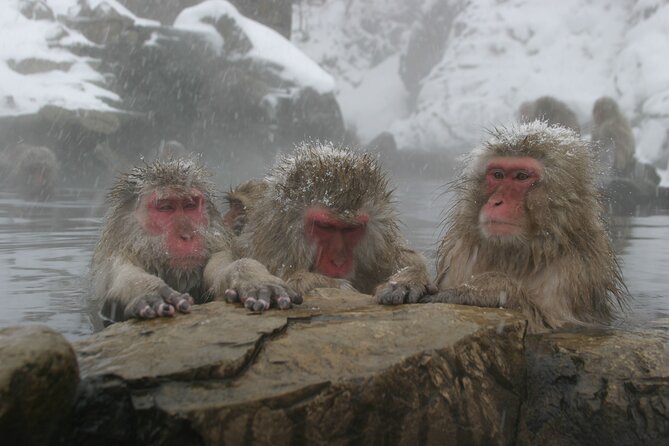 Snow Monkey Park & Miso Production Day Tour from Nagano - How much can you count on the hot-spring scene?