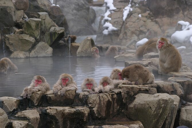 Snow Monkey Park & Miso Production Day Tour from Nagano - What the guide adds to the day