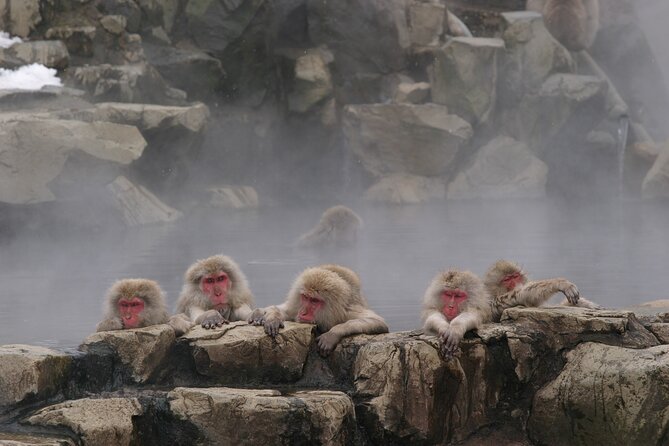 Snow Monkey Park & Miso Production Day Tour from Nagano - Who should choose this Nagano day tour?
