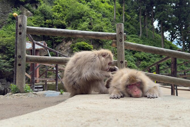 Snow Monkey Park, Soba Lunch and Shibu Onsen Tour - The walk into Jigokudani Snow Monkey Park