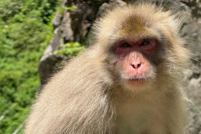 Snow Monkey Park, Soba Lunch and Shibu Onsen Tour - What the small group changes