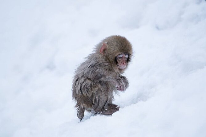 Snow Monkey Park & Zenkoji Temple Nagano Pvt. Full Day Tour. - The long road from Tokyo to Nagano