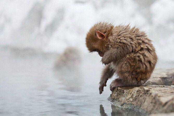 Snow Monkey Park & Zenkoji Temple Nagano Pvt. Full Day Tour. - Walking into Jigokudani Monkey Park