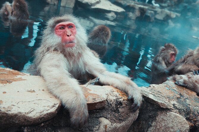 Snow Monkey & Shibu Onsen Afternoon Tour (Depart: Iiyama & Nozwa) - Seeing the monkeys in their hot spring valley