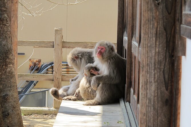 Snow Monkey & Shibu Onsen Afternoon Tour (Depart: Iiyama & Nozwa) - A quick stop at Tamamura Honten sake brewery